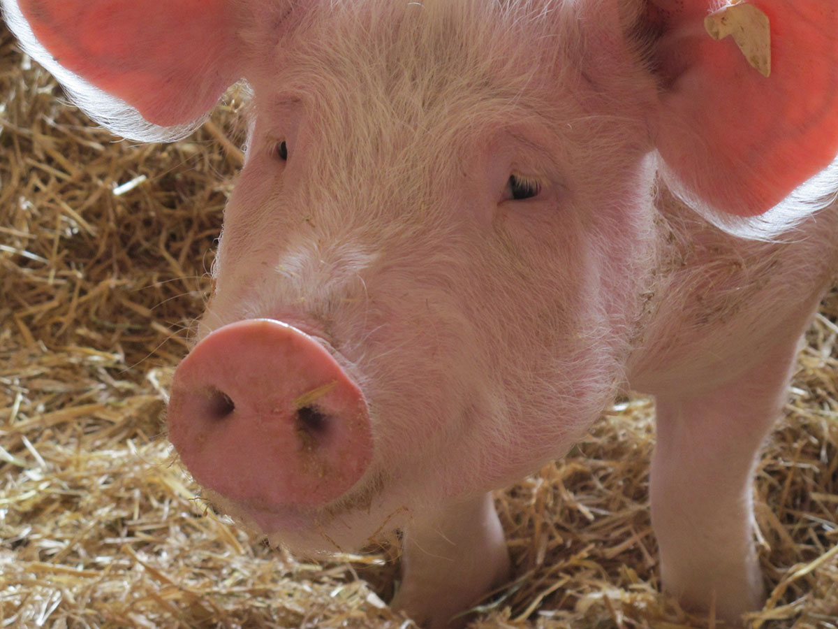 Schwein im Stall auf Stroh
